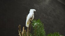 A Single White Cockatoo Or Cacatua Alba Is Perching On A Tiny Twig Inside A Zoo In Bangkok, Thailand.