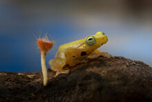 Golden Glass Frog With Fungi On Nature Background, Philautus Vittiger Frog