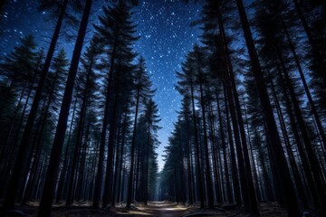 Wall Mural - Majestic pine forest under a starlit sky