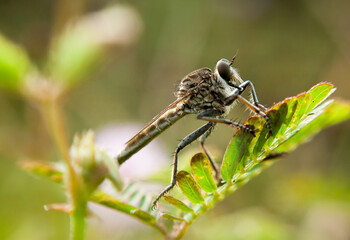 Poster - dragonfly on a leaf