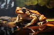 Image of brown frog in nature forest. Amphibian.