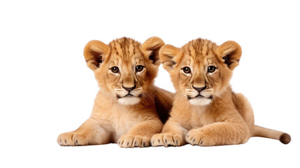 Wall Mural - two kid lions on the transparent background