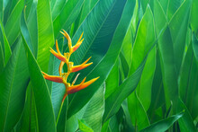 A Parrots Beak Heliconia (heliconia Psittacorum). Heliconia Psittacorum Or Heliconia Golden Torch Or False Bird Of Paradise Flower. Beautiful Exotic Tropical Flowers In Garden With Leaves Background.
