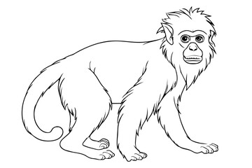 Wall Mural - Monkey pencil drawing coloring book. Vector illustration