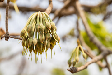 madhuca Longifolia fruit and flower to the wild natureal