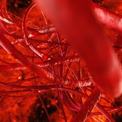 Wall Mural - Blood vessels. Veins and arteries. Circulatory system. 3D rendering