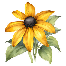 A Painting Of The Black-Eyed Susan Plant. 