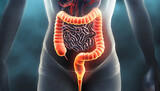 Fototapeta  - 3D Visualization of the Anterior Human Large Intestine Tract in Digestive System