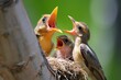 mother bird feeding worms to her open-mouthed chicks