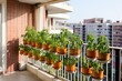 potted tomatoes ripening on a balcony in a multistorey building