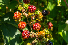 Black Ripe And Red Ripening Blackberries On Green Leaves Background. Rubus Fruticosus. Closeup Of Bramble Branch With Bunch Of Yummy Sweet Summer Berries. Healthy Juicy Forest Fruit. Natural Medicine