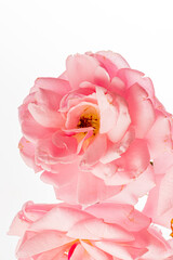 Wall Mural - rose on the white background