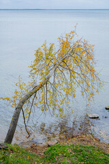 Poster - autumn tree near beautiful lake