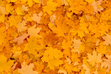 heap of dry maple tree leaves on ground at fall