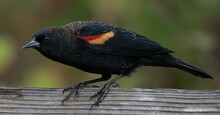 Small Grey Red-shouldered Black Troupial (Agelaius Phoeniceus) Perched Atop A Fence