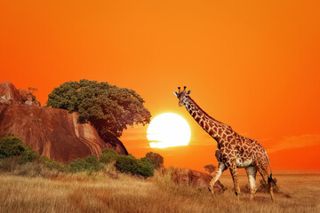 Wall Mural - giraffe in the african savanna at sunset. serengeti national park. tanzania. africa.
