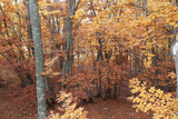 Fototapeta Tęcza - Woods in autumn