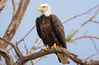 an eagle perched on a barren tree branch