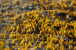 forest of yellow colored European larches (Larix decidua) and Mattmark damm in autumn in Saas Almagell, Valais
