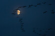 Night's Embrace: Cranes Flying Over Zingst, Pramort Beneath a Luminous Moon