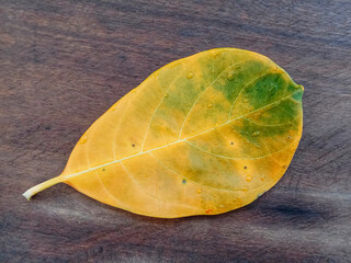 Wall Mural - Jackfruit leaf on wooden background. Yellow jackfruit leaves. Jackfruit (Artocarpus heterophyllus). Leaf on wooden background. 