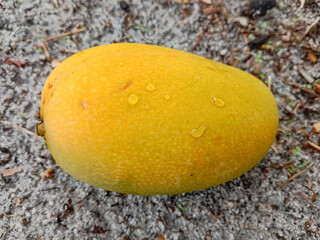 Poster - Ripe mango fruit. Mango that has fallen out of a tree. Mango fruit on the ground. Flat lay, Close up.