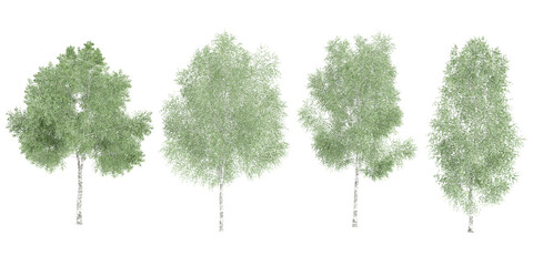 silver birch trees with transparent background, 3d rendering, for illustration, digital composition,