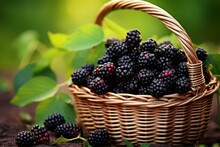Wicker Basket With Ripe Blackberries Outdoors Summer Fruit. Farm Leaves Tasty Food. Generate Ai
