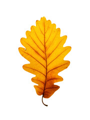 Sticker - Autumn leaf isolated on white background