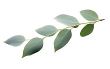 Eucalyptus Tree Leaf Characteristics On Isolated Background