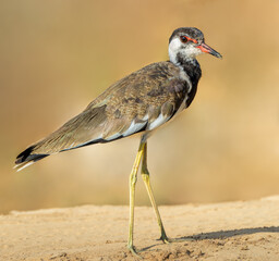 Red wattled lapwing