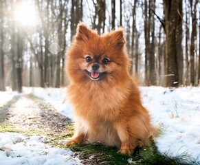 Wall Mural - young pomeranian in nature