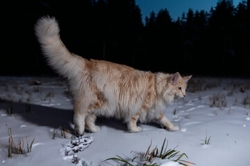 Wall Mural - Norwegian Forest cat