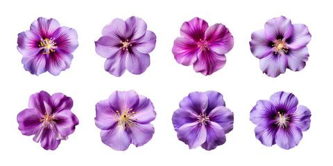 Canvas Print - Collection of various purple flowers isolated on a transparent background