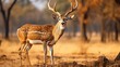 © Elshad - Chital or cheetal, Pivot pivot, spotted deers or hub deer in nature territory. Howl magnificent capable grown-up creatures