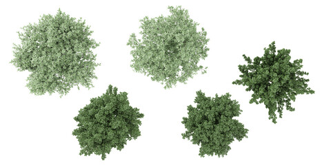 Poster - Plinia Cauliflora,Viburnum Dentatum trees from the top view isolated white background