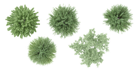 Poster - set of Mugworts,Salix purpurea,Myrtle trees rendered from the top view, 3D illustration, for digital composition, illustration, 2D plans, architecture visualization
