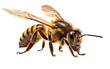 Giant Honeybee Species Information on isolated background