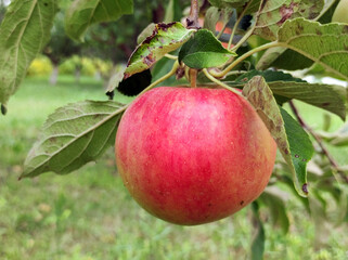 Wall Mural - ripe red apples growing on the tree