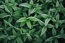 Green Leaves Of Plants Covered With Frost