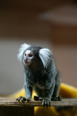 close-up of marmoset monkey sitting on wood