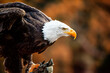 American bald eagle ready for take off in front of autumn leafs