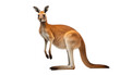 Kangaroo Iconic Australian Marsupial on isolated background