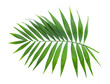 the tropical leaf isolated on white background. Ornamental palm leaf Kentia palm or Howea species	