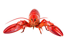 Lobster Biology And Culinary Uses Transparent PNG