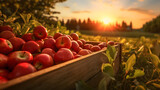Fototapeta  - Red apples harvested in a wooden box in apple orchard with sunset. Natural organic fruit abundance. Agriculture, healthy and natural food concept.