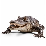 Fototapeta  - American Alligator