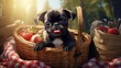 a cute baby pug chihuahua mix puppy looking into a wicker picnic basket and licking her face during summer maybe on the 4th of july holiday