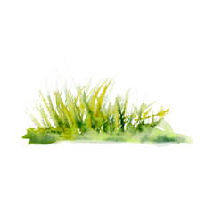 Watercolor aquarelle drawing of coastal grass dark and light green. Scillfully painted illustration of fishing grass isolated on white background. For wallpapers, logo, banners, icon, cards