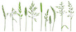 vector drawing grass plants, line drawing floral elements, hand drawn illustration